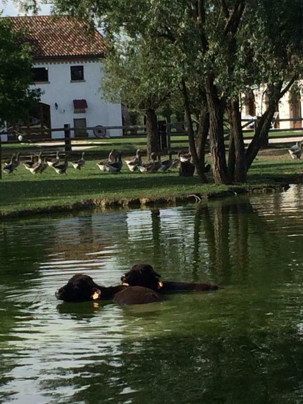 ホテルIl Selgaro Agriturismo ゼラリーノ エクステリア 写真